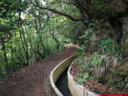 Madeira00014 (Copy)