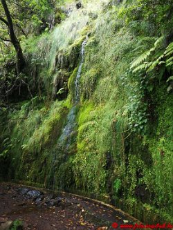 Madeira00016 (Copy)